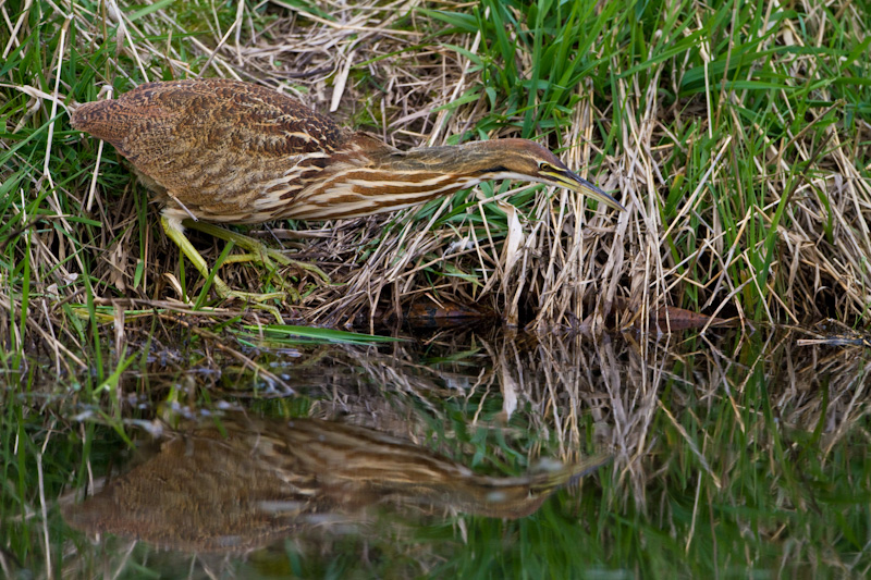 American Bittern Reflected In Water